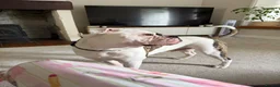 American Bulldog dogs for sale: Monty 12 month old American Bulldog  - Advert 2