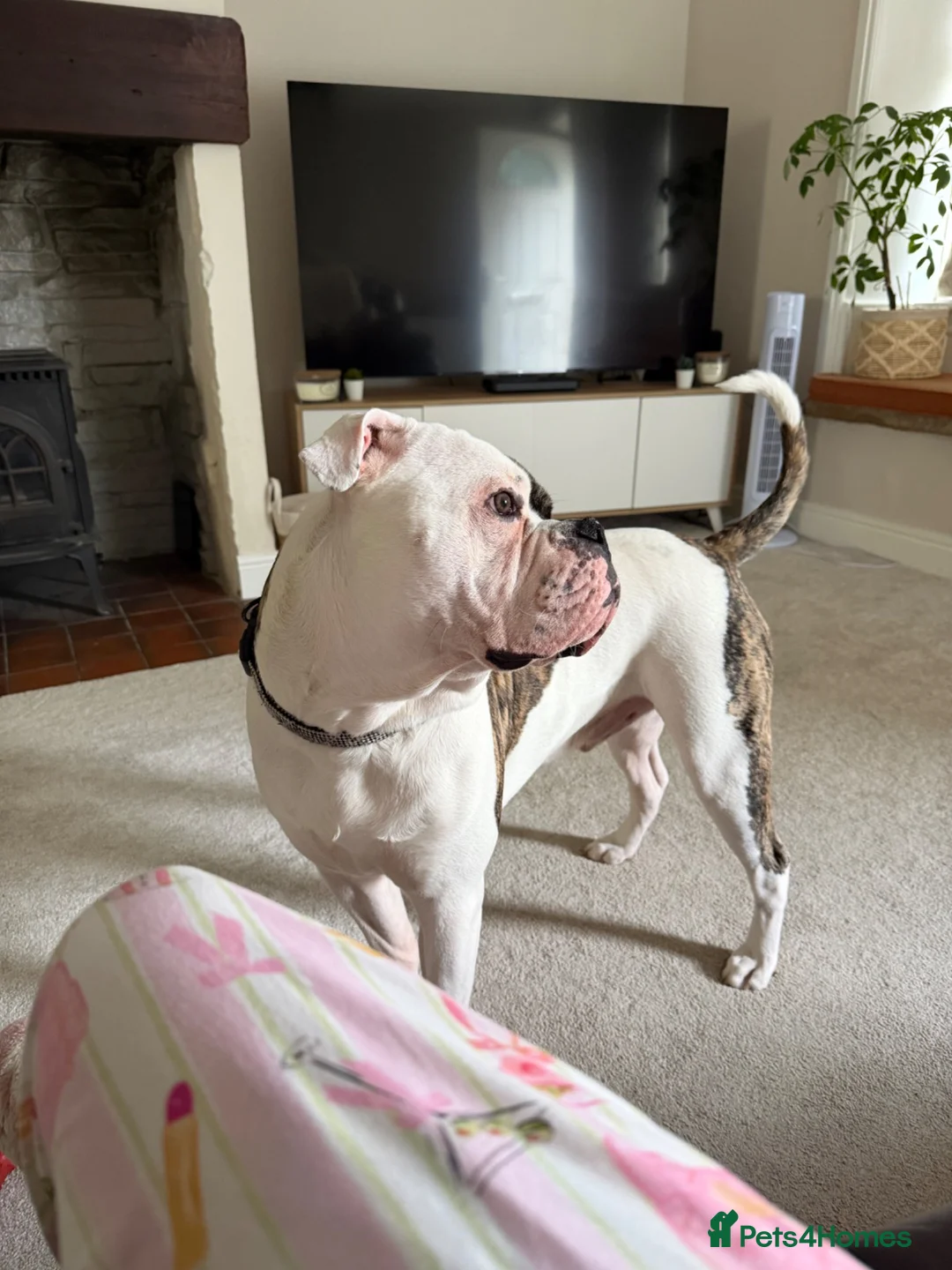 American Bulldog dogs for sale: Monty 12 month old American Bulldog  - Advert 2