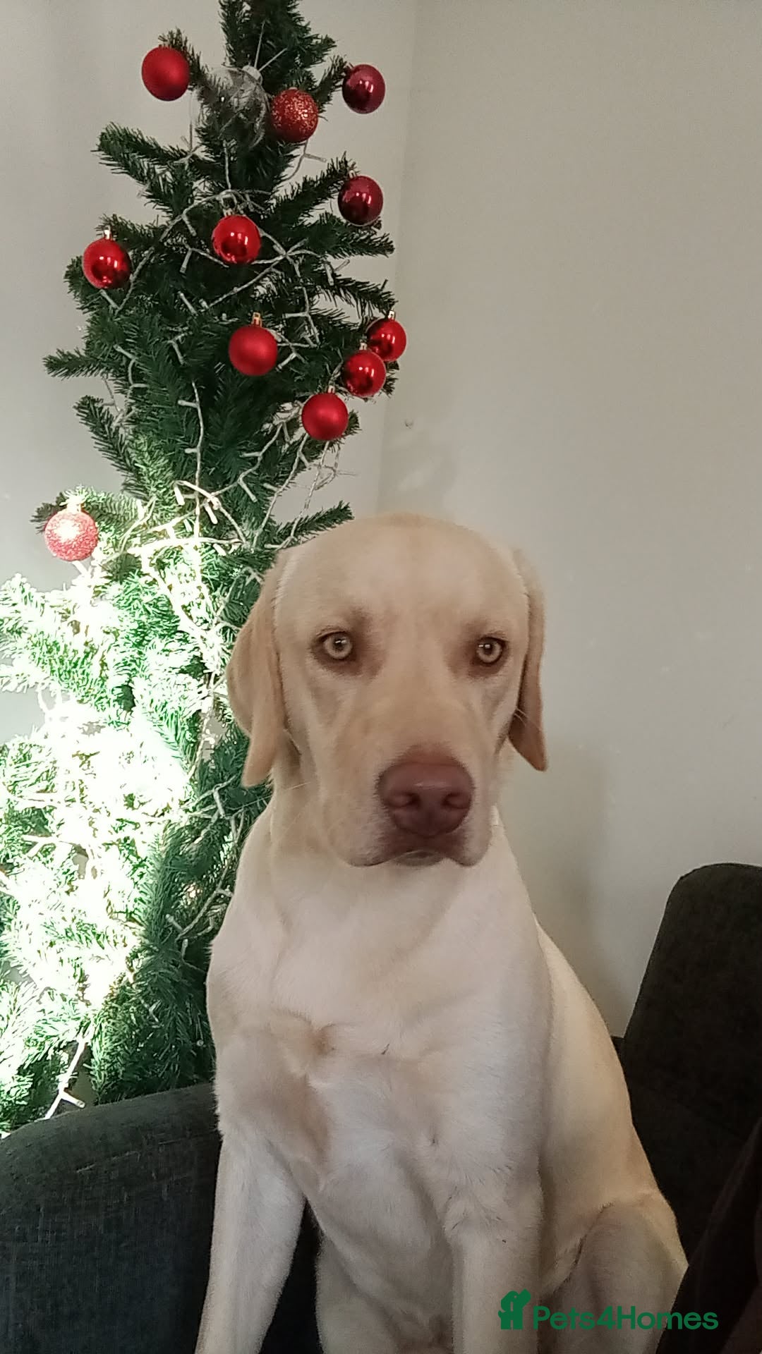 Labrador Retriever dogs Mr jingles - Advert 10