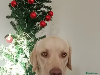 Labrador Retriever dogs Mr jingles - Advert 10