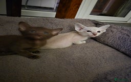 Oriental cats for sale: 2 Oriental boys left ( sold ) - Image 23