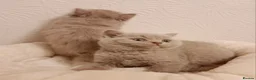 British Shorthair cats for sale: Beautiful British Shorthair Males & Females - Advert 31