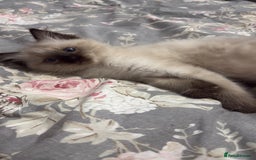 Ragdoll cats for sale: 🩵 Beautiful Ragdoll Kittens Ready at 12 Weeks! 🩵 - Image 11