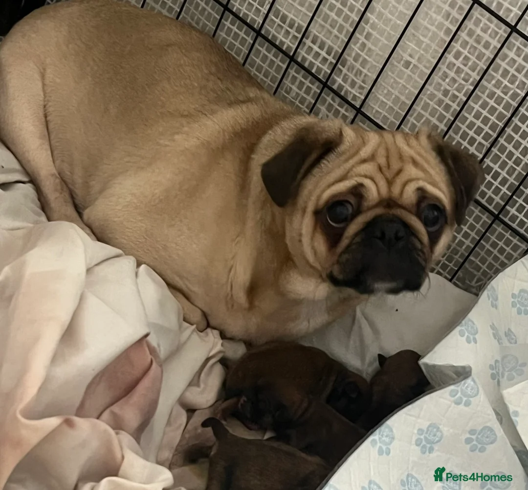 Mixed Breed dogs for sale: Pug X Pomeranian  - Advert 9