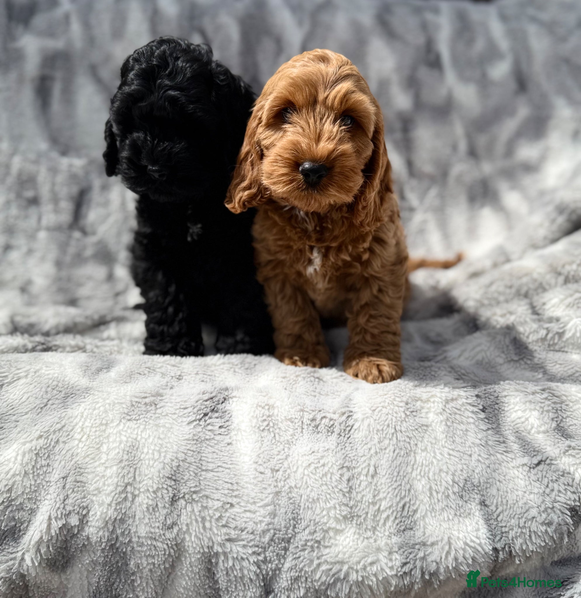 Cockapoo dogs F1 cockapoo puppies READY NOW - Advert 6