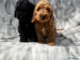 Cockapoo dogs F1 cockapoo puppies READY NOW - Advert 6