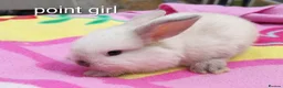 Mini Lop rabbits for sale: Beautiful bunnies - Advert 4