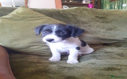 Mixed Breed dogs for sale: Chinese crossed cross merle jack russel - Image 1
