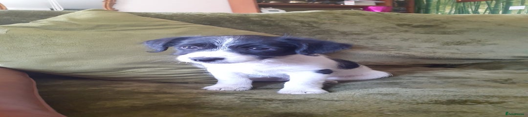 Mixed Breed Puppy 1