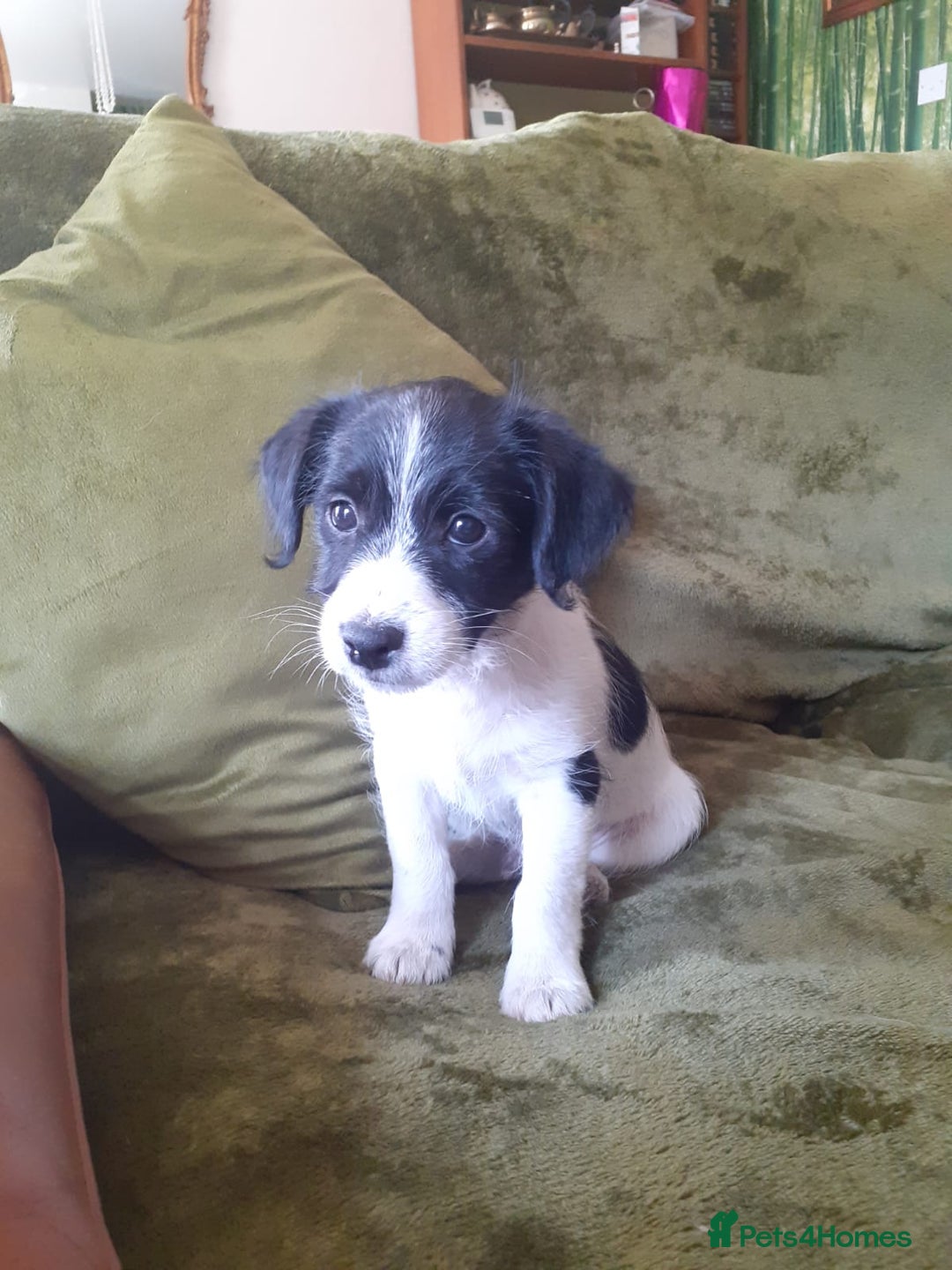 Mixed Breed dogs for sale: Chinese crossed cross merle jack russel - Image 1