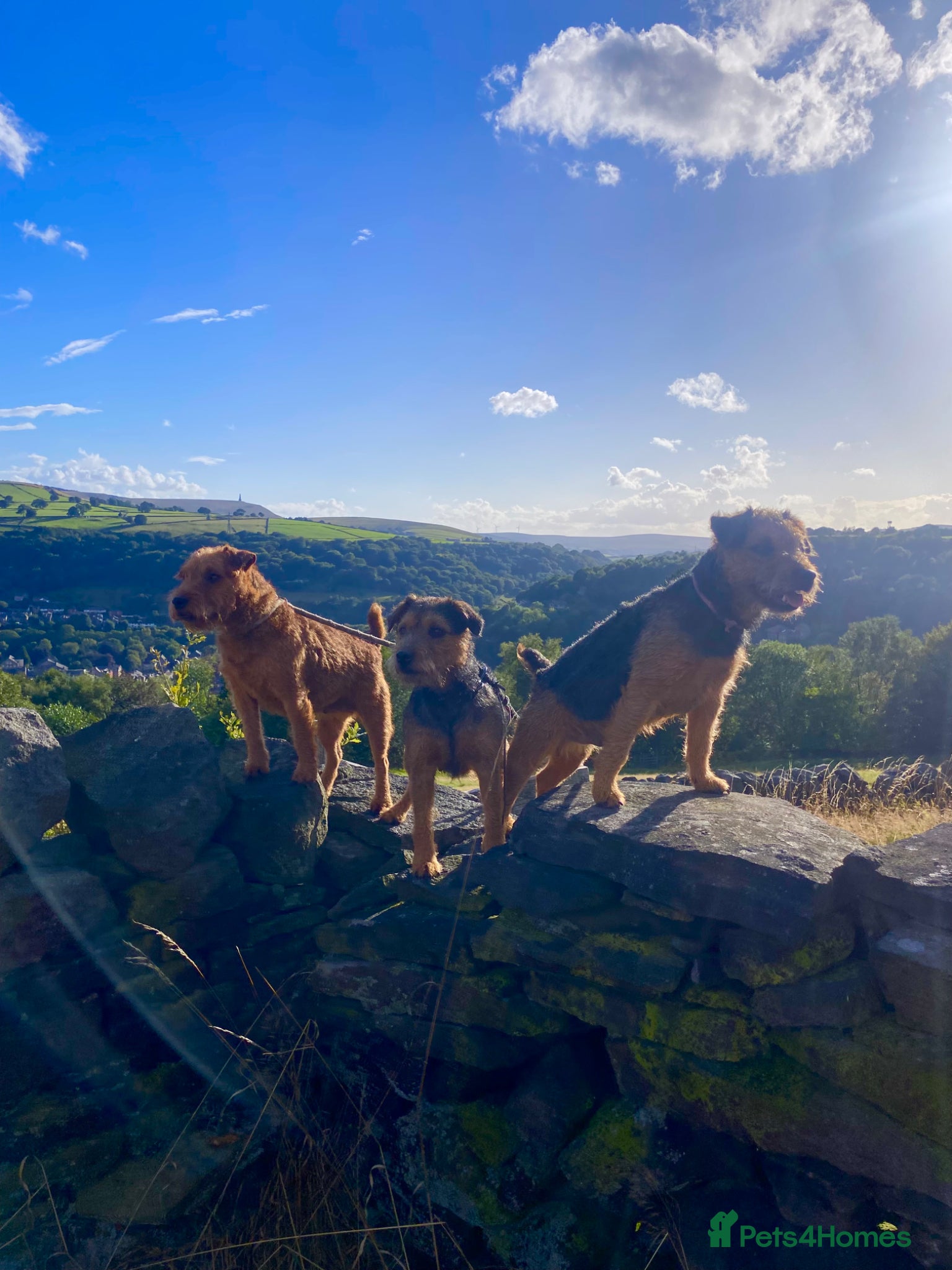 Lakeland Terrier dogs Stunning Lakelands  - Advert 2