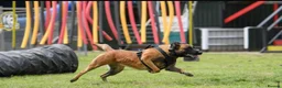 Belgian Shepherd Dog dogs for sale: Champion lines Dutch herder / Malinois puppies  - Advert 8