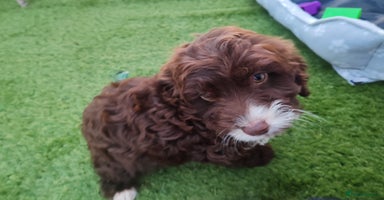 Cockapoo dogs - Advert 1