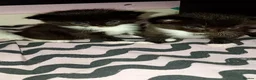 Mixed Breed cats for sale: 3 cute kittens looking for their forever homes - Advert 4