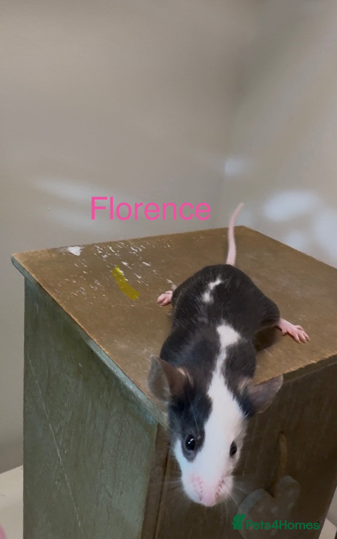 Mouse rodents for sale: Fancy Mice - Advert 4