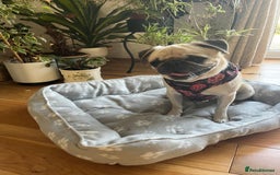 Pug dogs for adoption: 💖🐶 LOLA 🐶💖 - Image 10