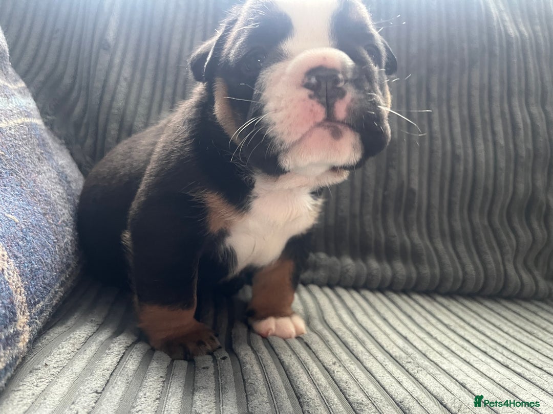 English Bulldog dogs for sale: Last boy left REDUCED  - Image 10