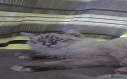 Ragdoll cats for sale: Ragdoll kitten - Advert 3