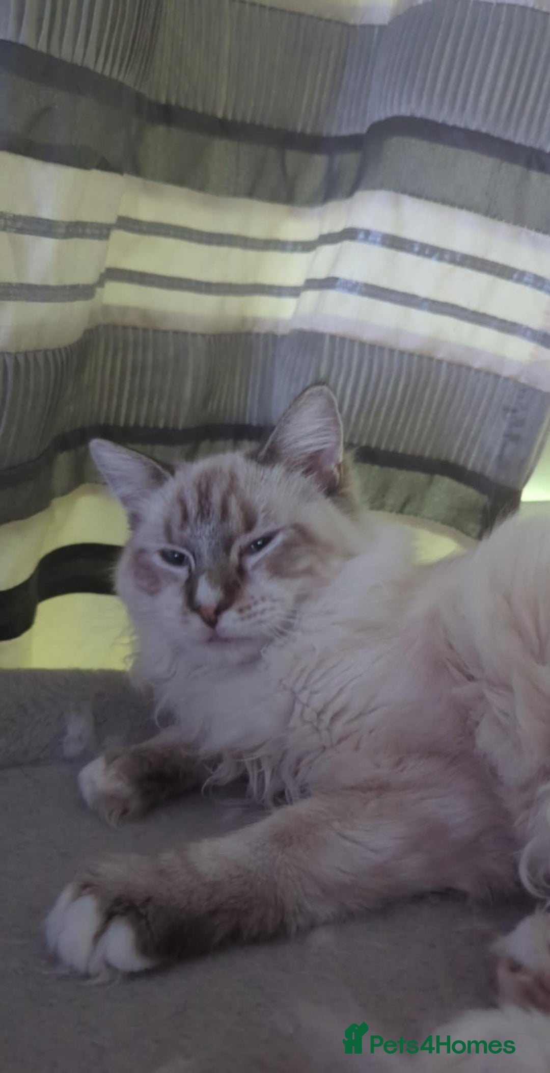 Ragdoll cats for sale: Ragdoll kitten - Advert 3