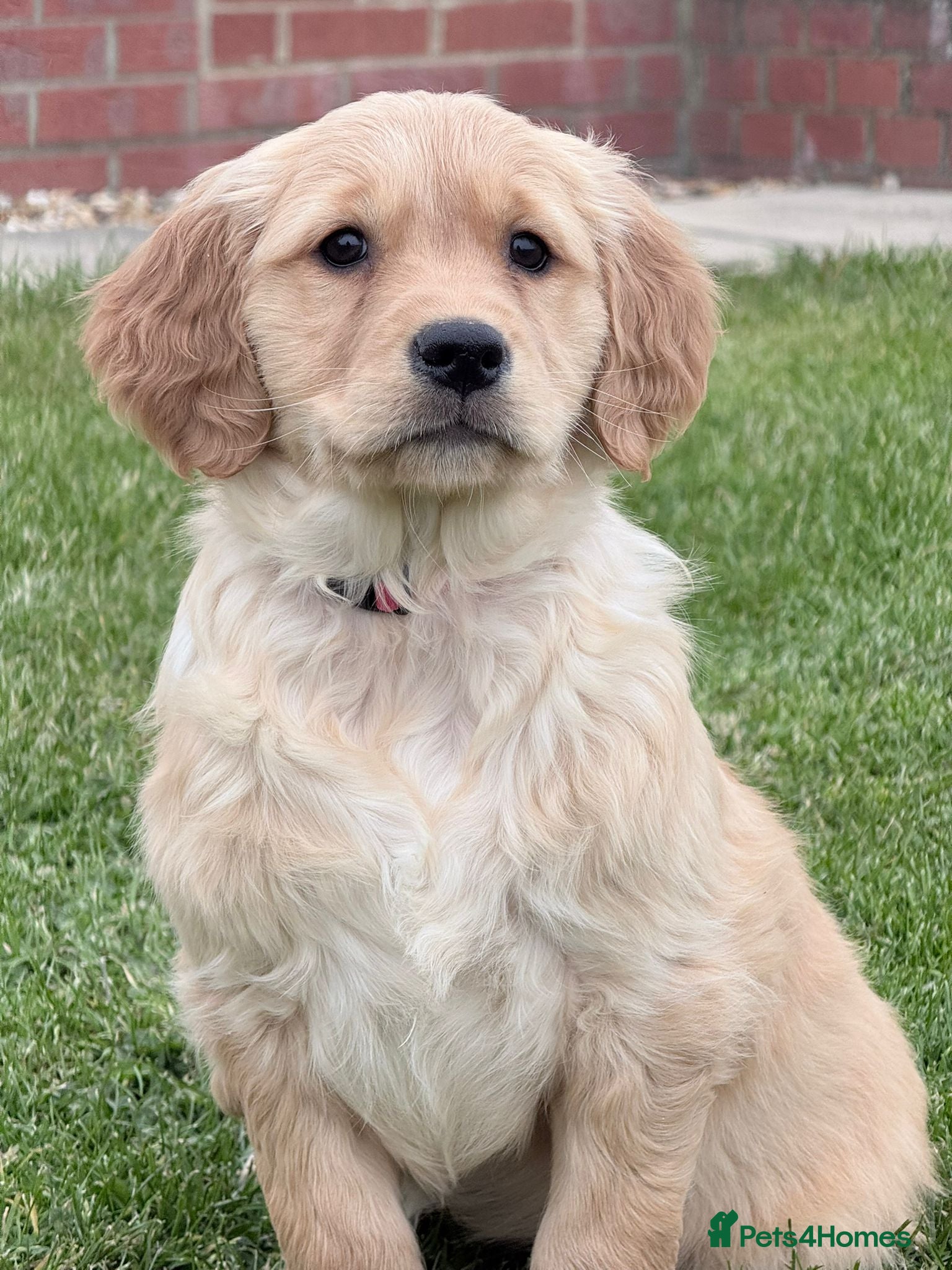 Golden Retriever dogs Golden retriever puppies  - Advert 1