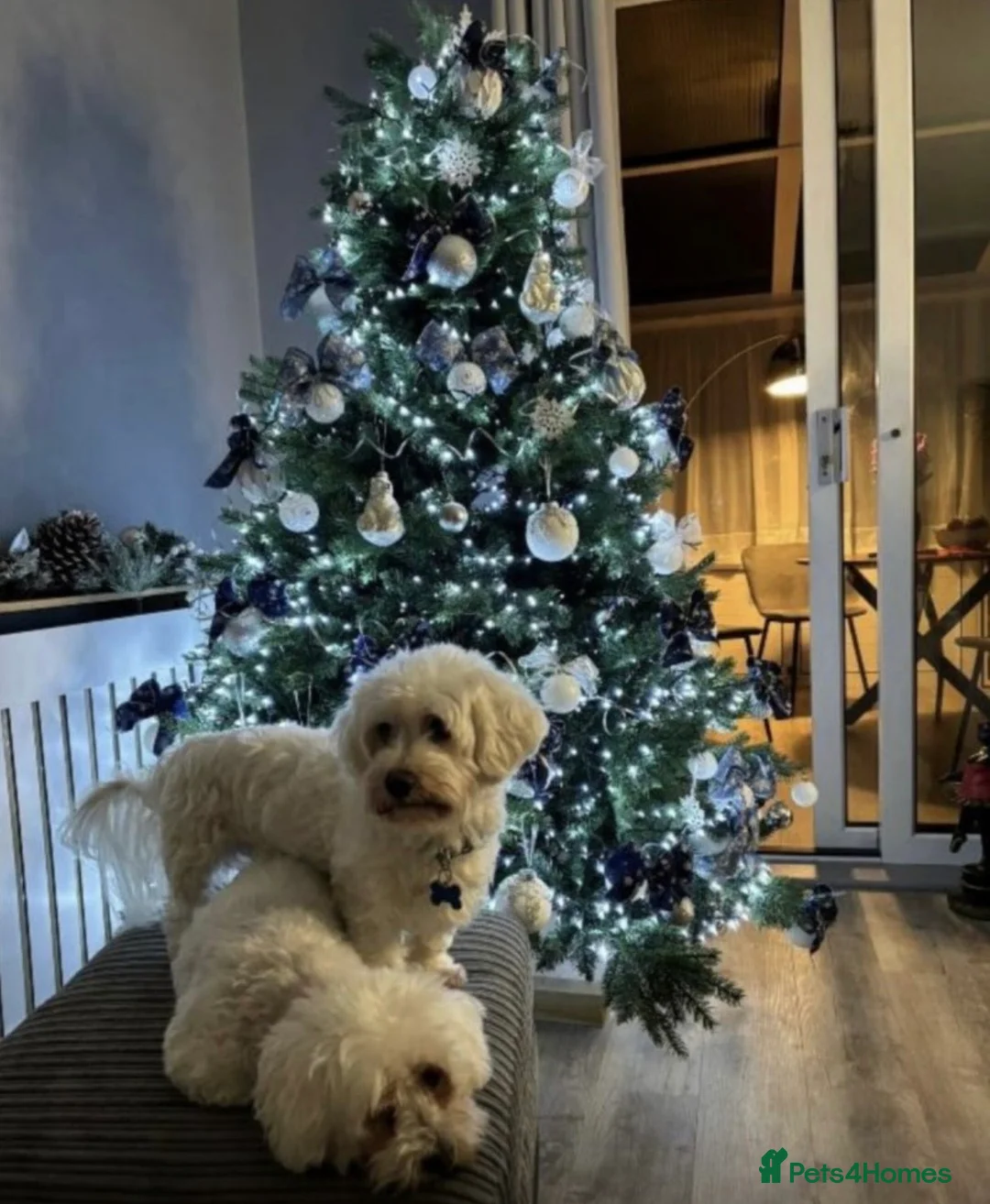 Maltese dogs for sale: Maltese  - Advert 1