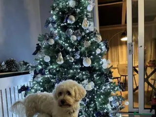 Maltese dogs Maltese - Advert 1