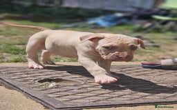 Mastiff dogs for sale: Boerbel x ultimate Mastiff in London - Image 21