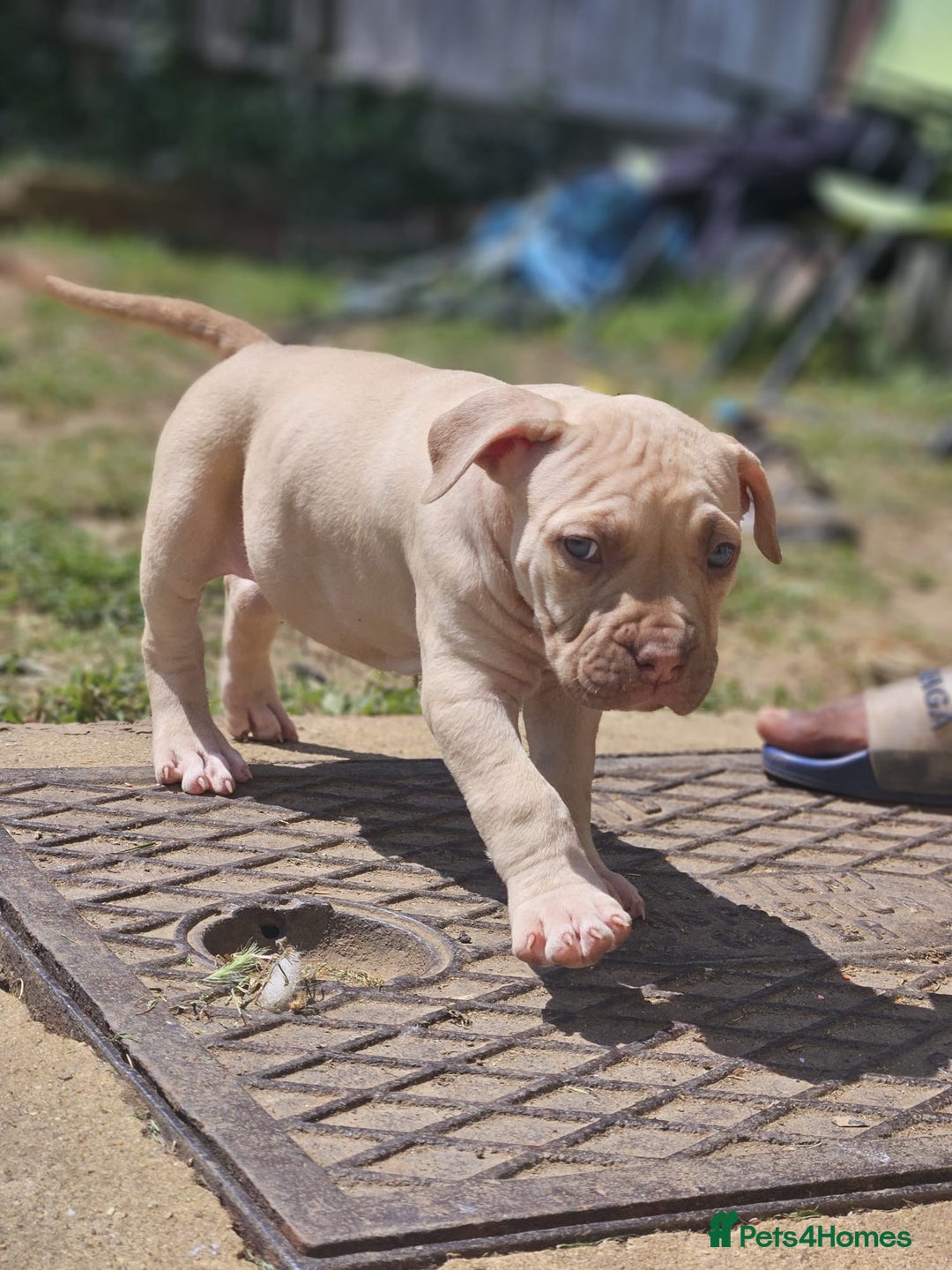 Mastiff dogs for sale: Boerbel x ultimate Mastiff in London - Image 21