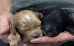 Cockapoo dogs for sale: TOY Cockapoo/ SHOW type F1 / License - Image 10