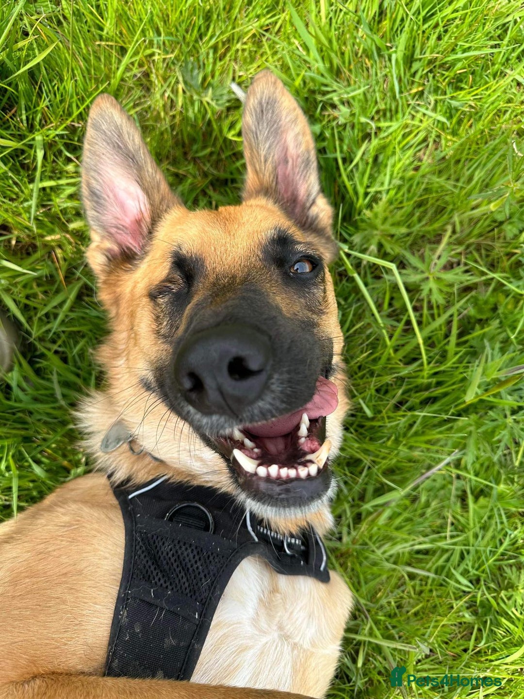 Mixed Breed dogs for adoption: Frankie is looking for a forever home! - Image 3