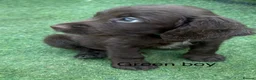 Cocker Spaniel dogs for sale: Beautiful cocker spaniel - Advert 10