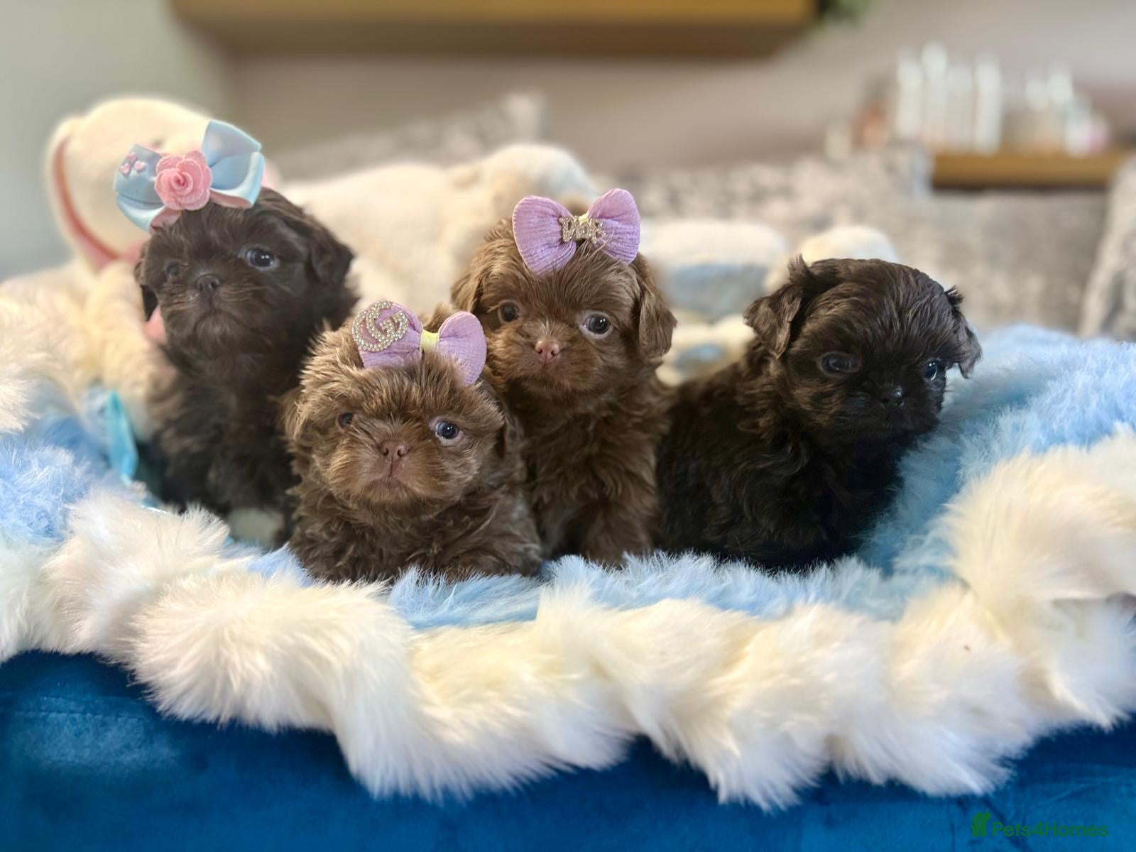 Shih Tzu dogs HEALTH TESTED KC Reg Female - Advert 12