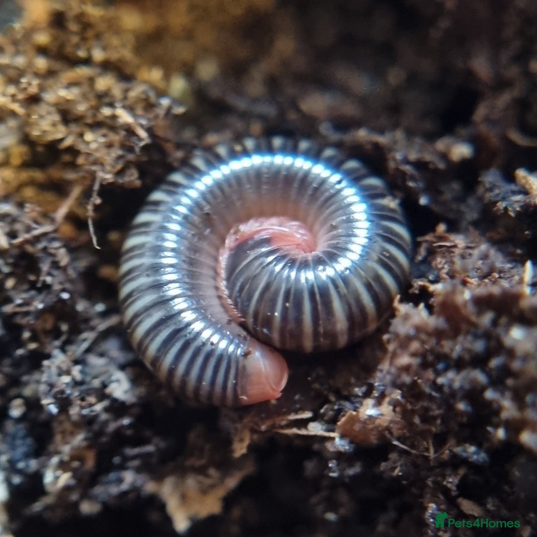 Millipedes invertebrates for sale: Invertebrates Available. - Advert 1