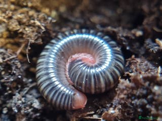 Millipedes invertebrates Invertebrates Available. - Advert 2