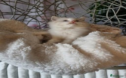 Ragdoll cats for sale: Quality Tica reg Ragdoll kittens  - Image 17