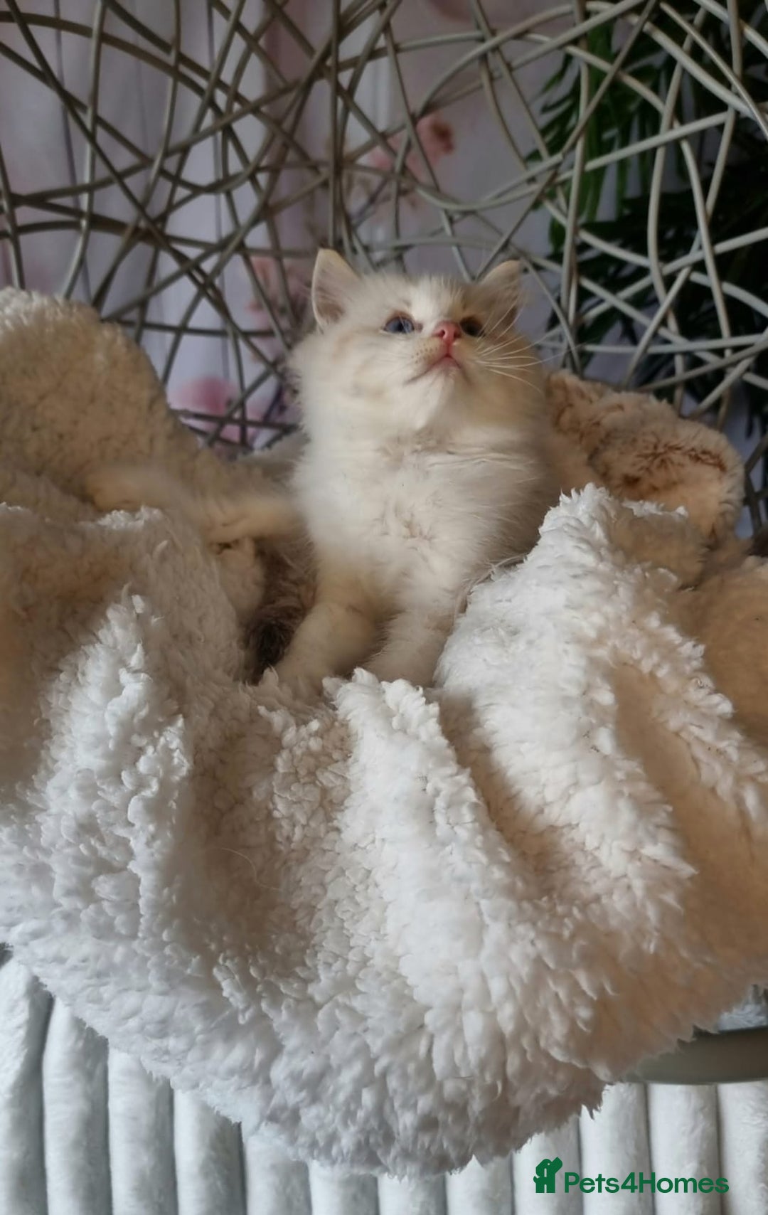 Ragdoll cats for sale: Quality Tica reg Ragdoll kittens  - Image 17
