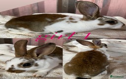 Rex rabbits for sale: lion head x velvet rex babies  - Image 6