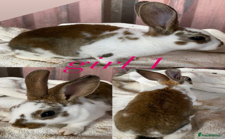 Rex rabbits - Advert 8