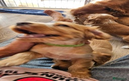 Cocker Spaniel dogs for sale: REDUCED: Last Show Cocker Spaniel Male 💚 - Image 19