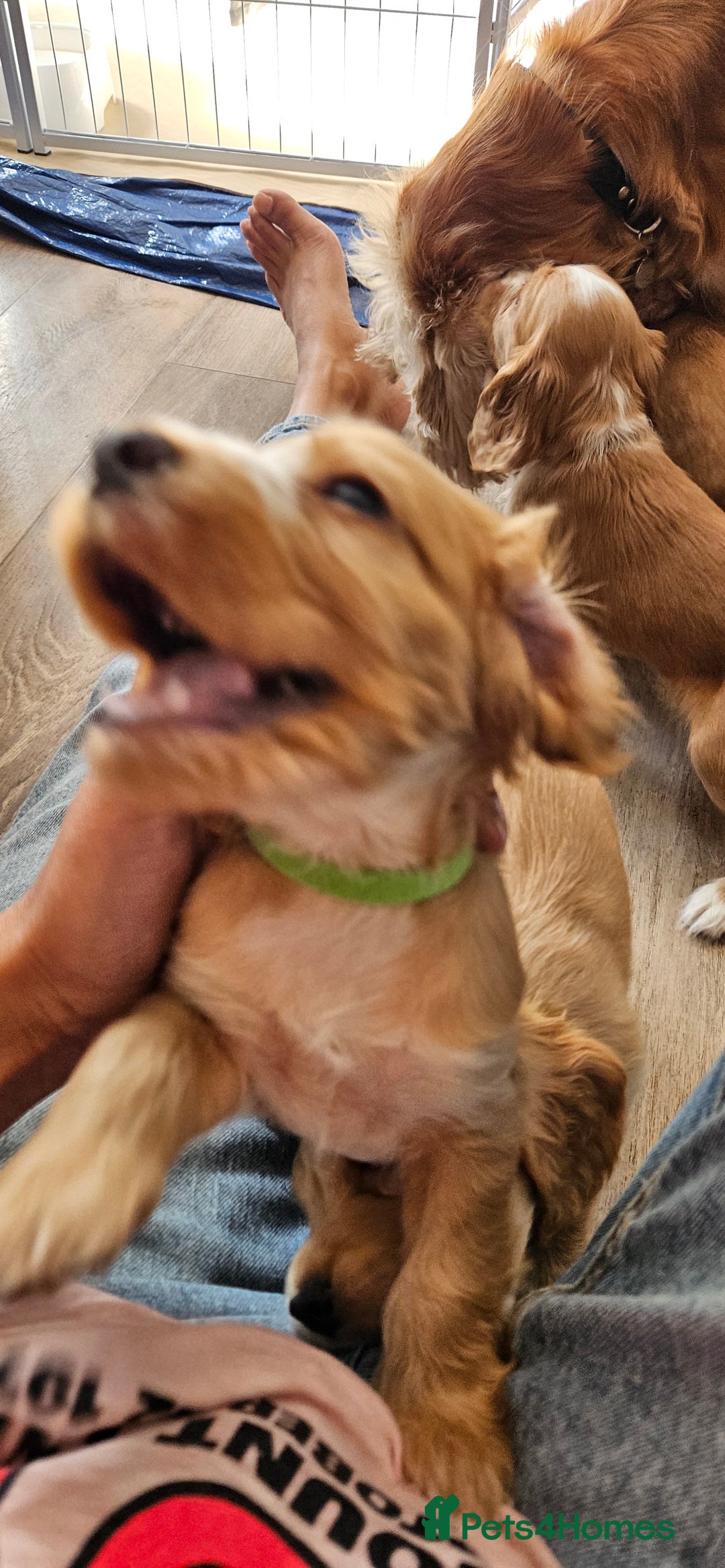 Cocker Spaniel dogs for sale: REDUCED: Last Show Cocker Spaniel Male 💚 - Image 19