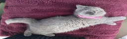 British Shorthair cats for sale: Ready to go. Gccf registered blue BSH kittens - Advert 28