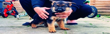 German Shepherd Puppy 3