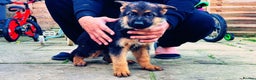 German Shepherd dogs for sale: German Shepherd Puppies for Sale — Only 4 Left! - Advert 8