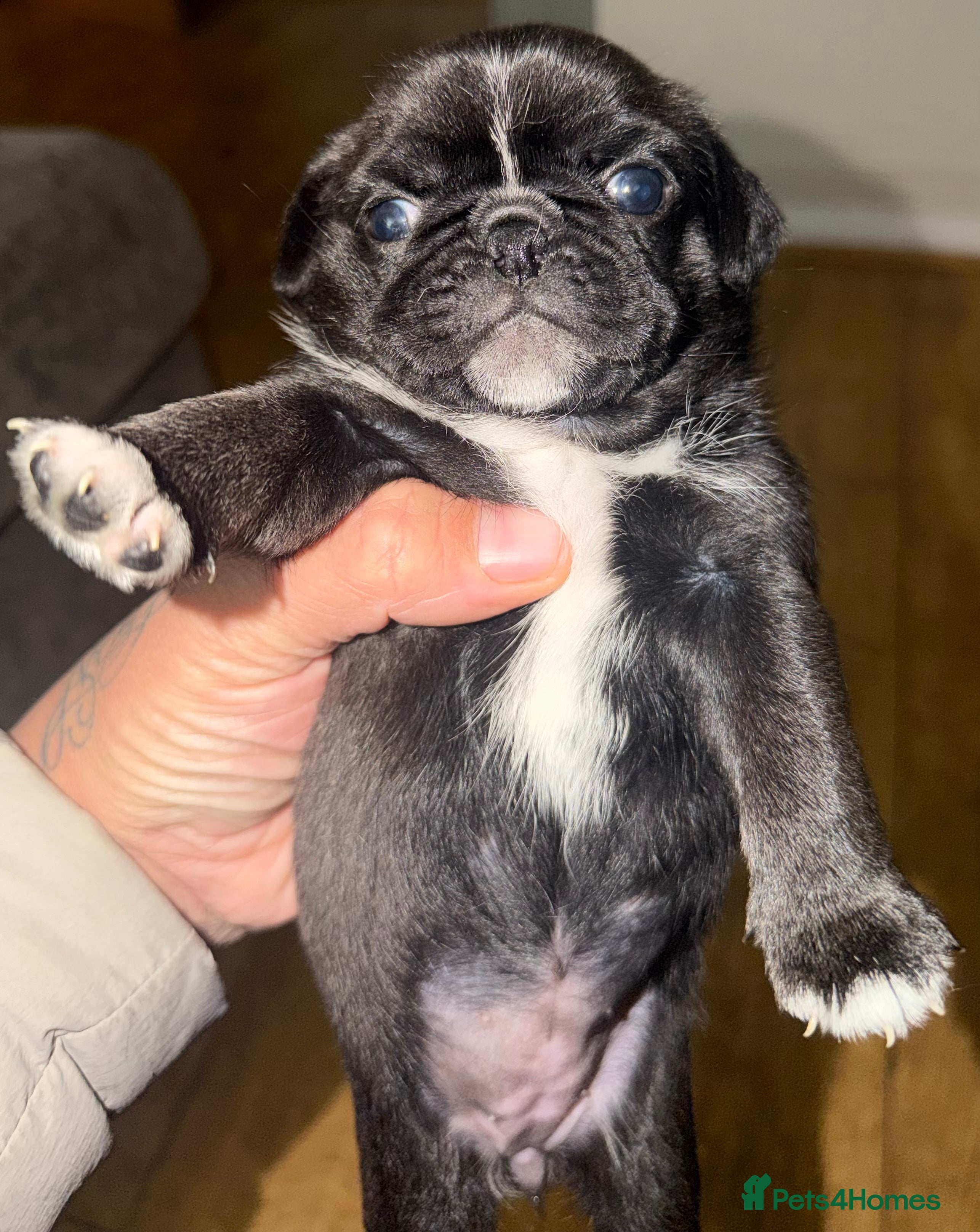 Pug dogs 🐾 PEGGY × ALASKA — A TRULY UNIQUE PUG LITTER 🐾  - Advert 2