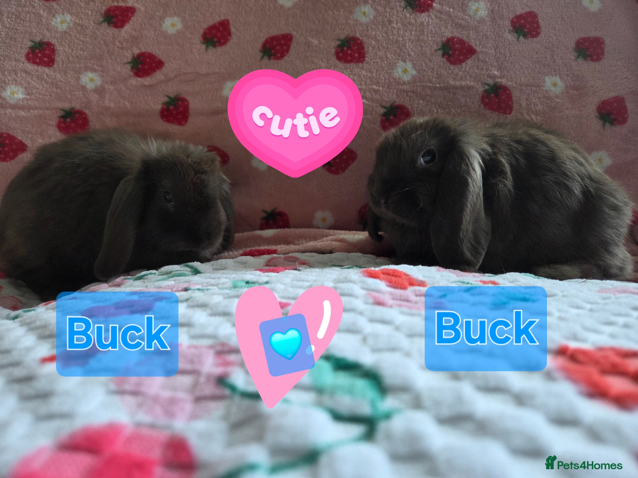 Mini Lop rabbits Very tame Choc Mini lop ☆last 2 boys - Advert 2