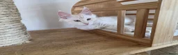 Maine Coon cats for sale: Three beautiful Maine Coon kittens - Advert 14