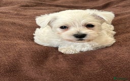 West Highland Terrier dogs for sale: Gorgeous West Highland Pups - Image 2