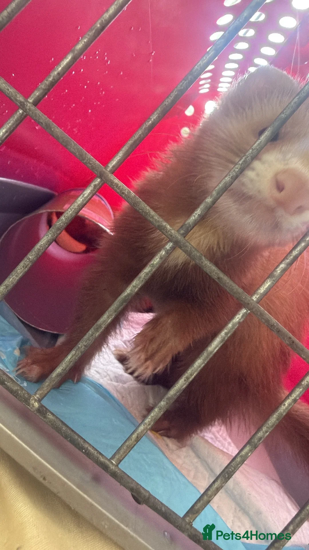 Ferret rodents for sale: Beautiful ferret/hob in Blackpool - Advert 2