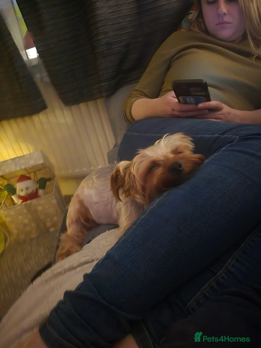 Yorkshire Terrier dogs for stud: 4 year old Yorksire terrier for stud in Southend-on-Sea - Advert 3