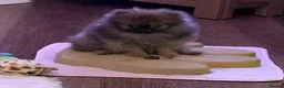 Pomeranian dogs for sale: 3 month old female Pomeranian - Advert 3